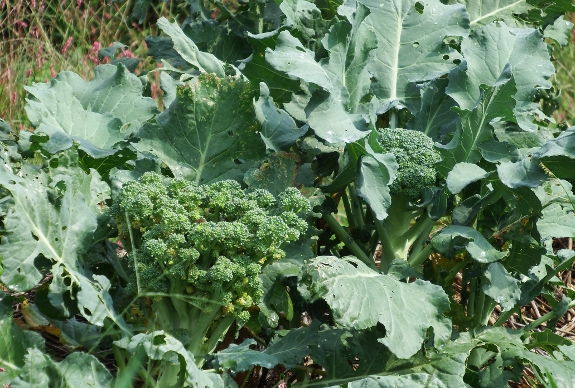 Broccoli