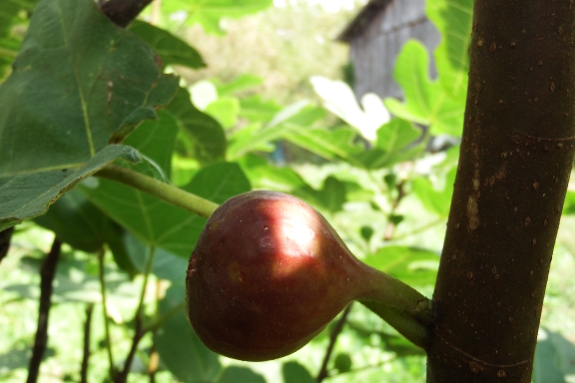 Ripening fig