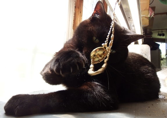 Cat jewelery with medallion.