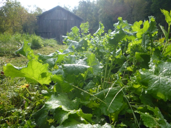 Kale with barn in background.