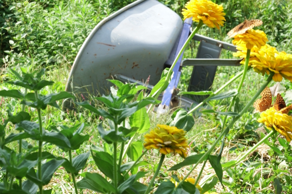 Zinnia wheelbarrow