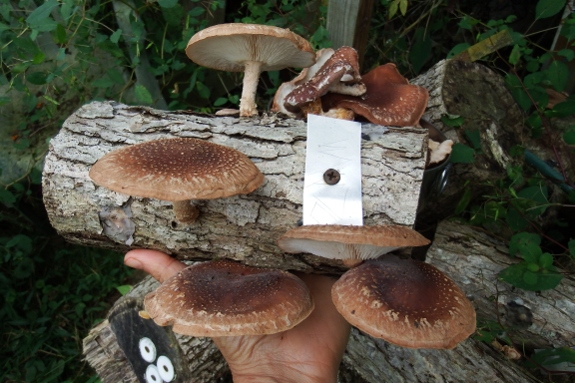 Mini mushroom log experiment works!
