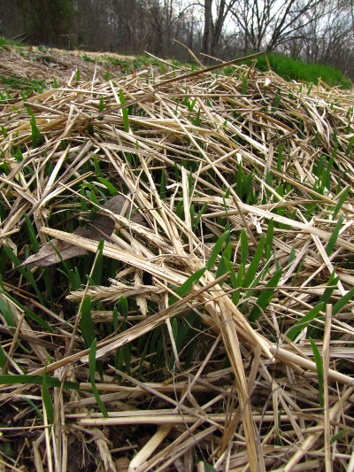 Straw covering seeds