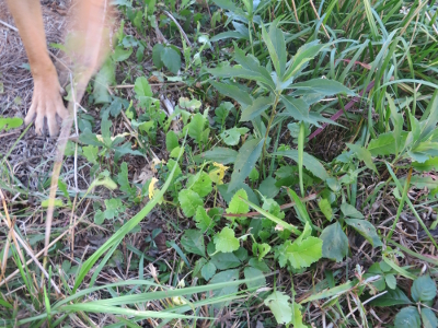 Oilseed radishes in a forest garden