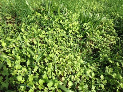 Pasture cropping mustard