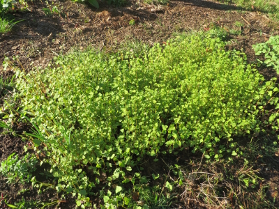 Young buckwheat