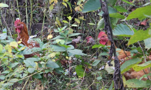 Red Rangers in the weeds.