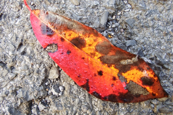 Blackgum leaf