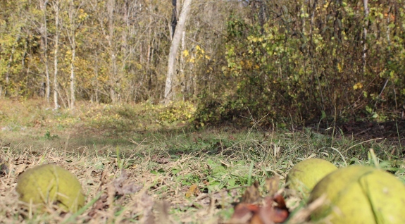 Walnuts dropping in the forest.
