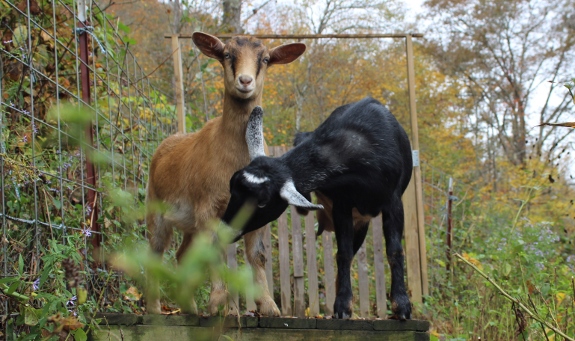 Goats resting on wooden platform.