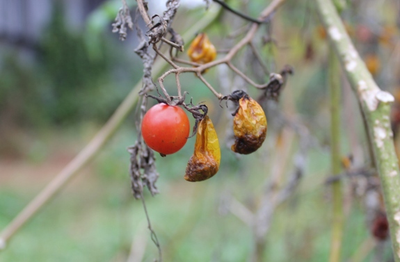 The last tomato of the season.