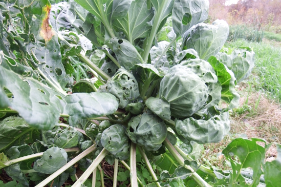 Brussels sprout headed too young