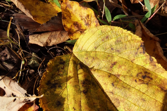 Mulberry leaf