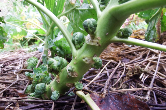 Young brussels sprout