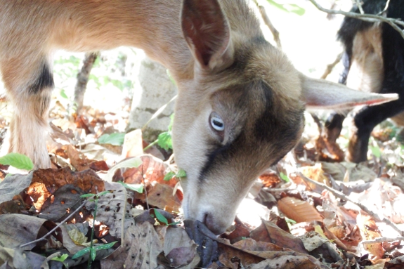 Blue-eyed goat