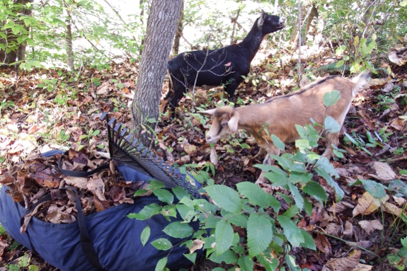 Curious goat