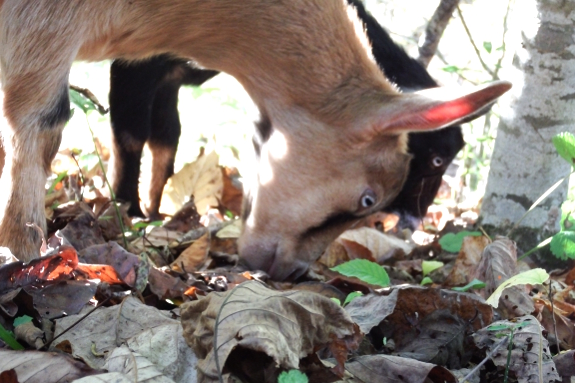 Goats eating leaves