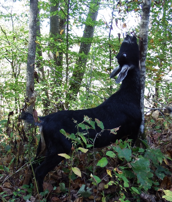 Goat stretching for leaves