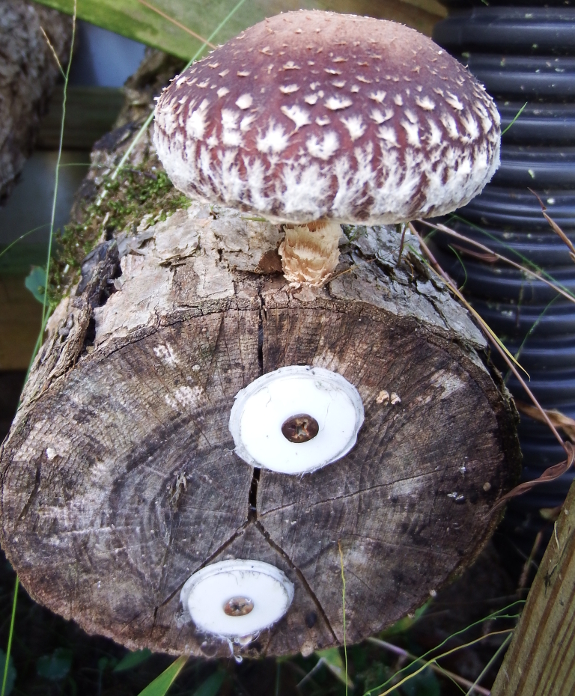 Labelling mushroom logs