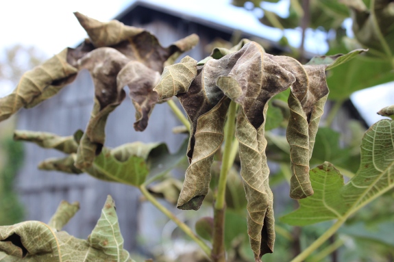 Fig leaf curl before major frost.