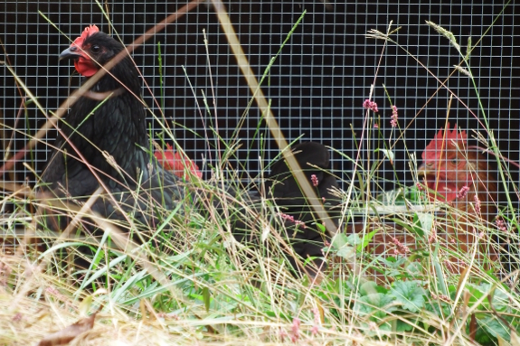 Hen with broilers