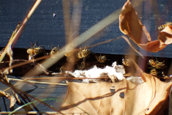Bees carrying out paper
