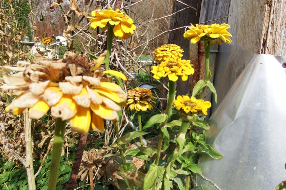 Protected zinnias