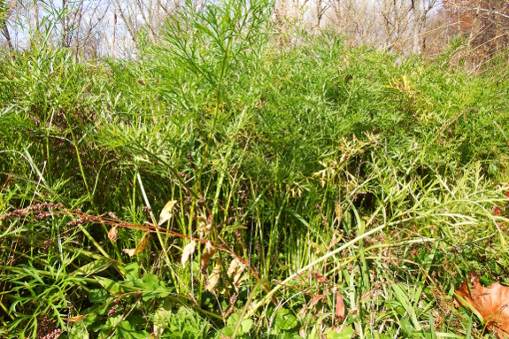 Carrot tops