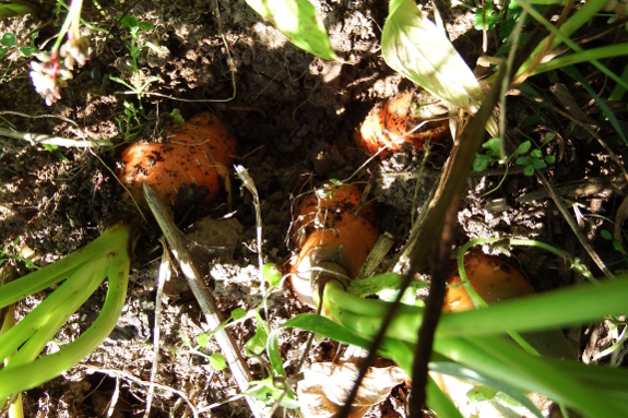 Harvesting carrots