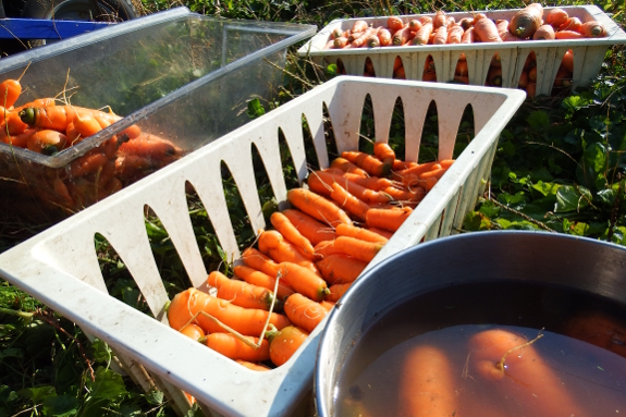 Sorting carrots