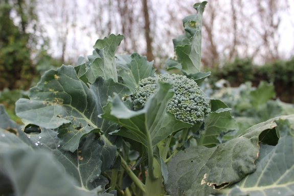 Close up of broccoli.
