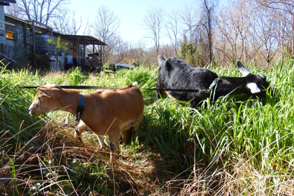 Goat eating oats