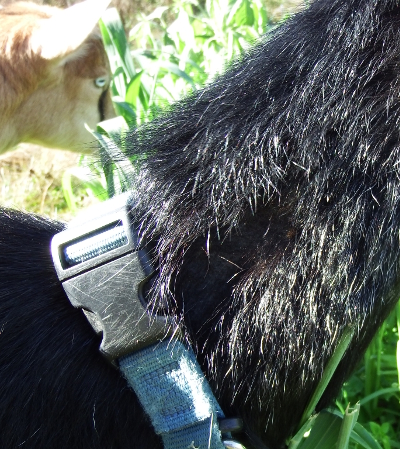 Goat hair loss on neck