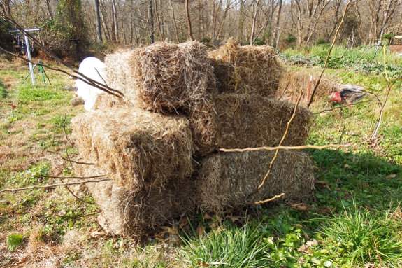 Hay porcupine