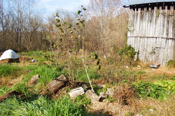 Hazel nut bushes dropping their leaves.
