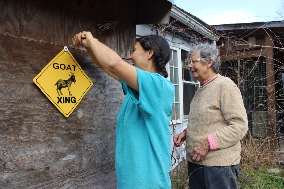Goat crossing sign being installed.