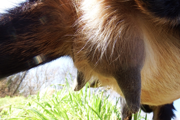 Goat drying off