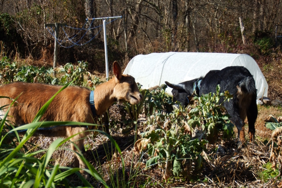 Goats eating broccoli