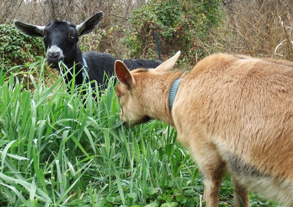 Grazing goats