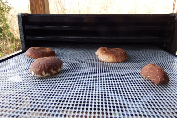 Mushrooms drying on the rack.