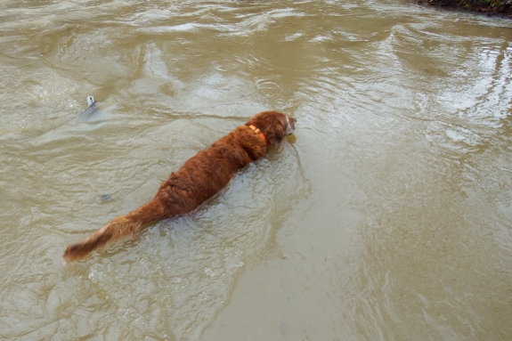 Swimming dog