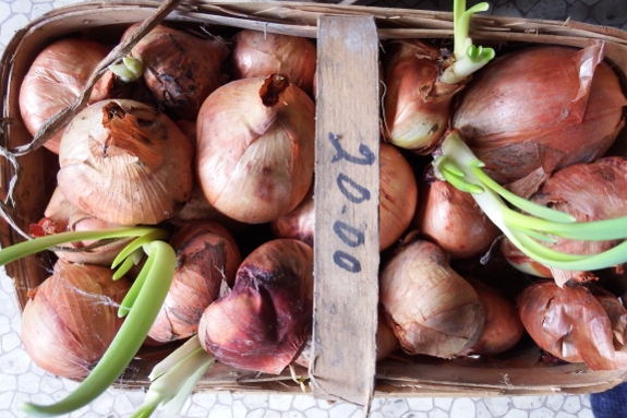 Sprouting onions