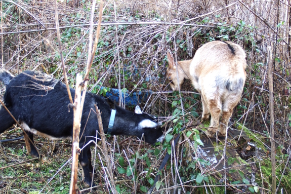 Goats eating honeysuckle