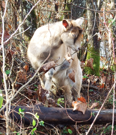 Nibbling doeling