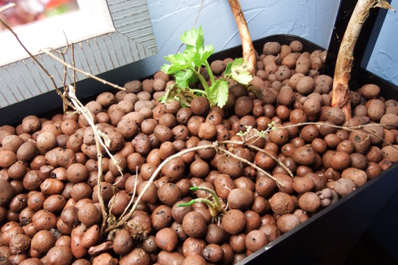 Transplanting into a grow bed