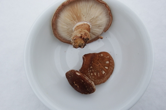 Snow capped shitake mushrooms in a white bowl with snow background.