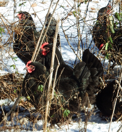 Chickens in the snow