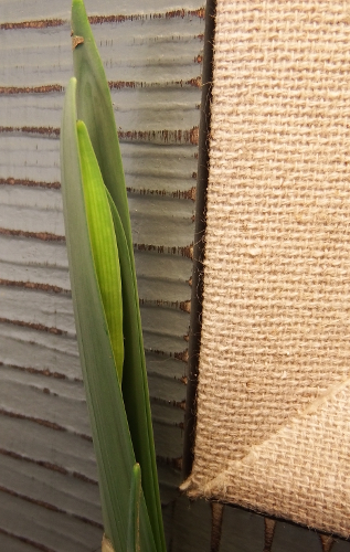 Daffodil bloom bud