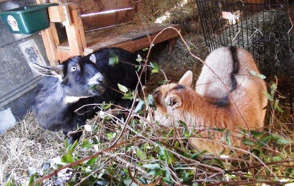 Goats eating honeysuckle