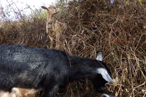 Grazing goats